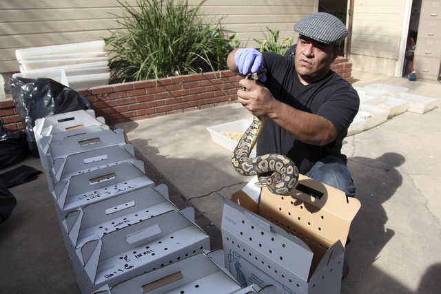 Tommy Munoz, with Herpetology Association Rescue prepares a python for transport Wednesday Jan. 29, 2014 in Santa Ana, Calif., at the home of  William Buchman, who has been arrested for investigat ...