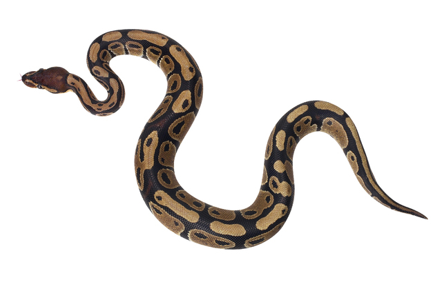 Boa Snake