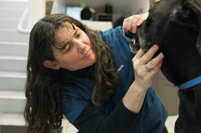 Dr. Sharon Gorman examines a Great Dane named Mini at Creature Comforts Animal  Hospital in Las Vegas Thursday, Dec. 26, 2013. Gorman was diagnosed with  allergies to animals 15 years ago and