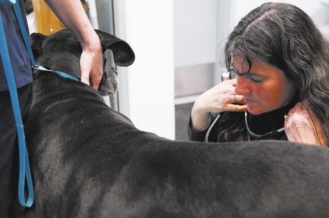 Dr. Sharon Gorman checks the heart beat of a Great Dane named Mini at  Creature Comforts Animal Hospital in Las Vegas Thursday, Dec. 26, 2013.  Gorman was diagnosed with allergies to animals
