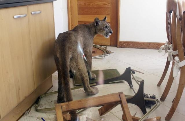 Woman wakes up to find puma destroying her kitchen Las Vegas Review-Journal
