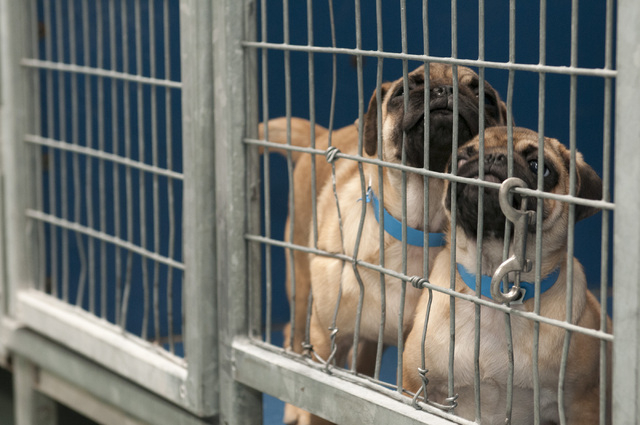 A couple of puppies are seen at Lied Animal Shelter in Las Vegas where a total of 27 small breed puppies were taken to after a pet shop arson, Monday, Feb. 3, 2014. The rescued puppies have been f ...