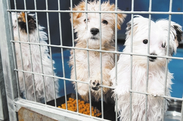 A group of puppies are seen at Lied Animal Shelter in Las Vegas where a total of 27 puppies were taken to after a pet shop arson, Monday, Feb. 3, 2014. The rescued puppies have been fully vaccinat ...