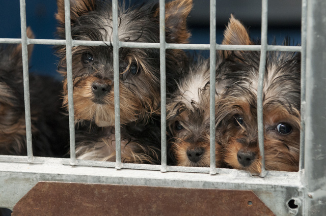 Rescued Yorkshire terriers are seen at Lied Animal Shelter in Las Vegas where they were taken to after a pet shop arson, Monday, Feb. 3, 2014. A total of 27 puppies were rescued and taken to the s ...
