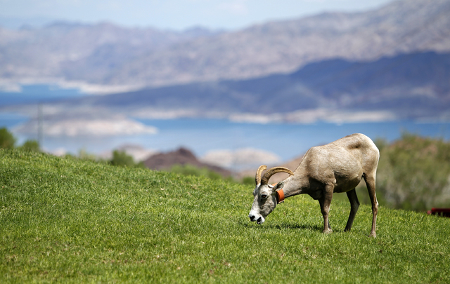 A bighorn sheep grazes in Hemenway Park in Boulder City on Sept. 4, 2013. State wildlife officials planned to kill at least one sick bighorn sheep in the areas so they can find out if the herd has ...