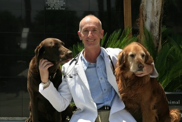 From sharks to Gila monsters, veterinarian puts fear aside to care for exotic animals | Las Vegas Review-Journal From sharks to Gila monsters, veterinarian puts fear aside to care for exotic animals | Las Vegas Review-Journal