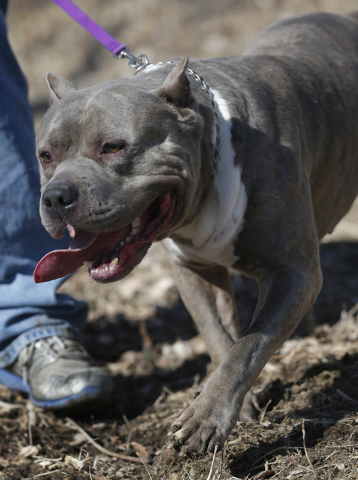 Oklahoma Bully Bring the Smoke Dog Show (move in day)