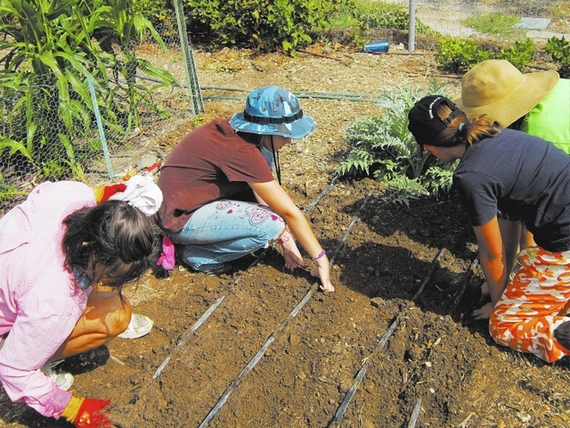 Mary Sloan, from left, Sophia Bergeron, Dailynn Burgess and Karyn Johnson plant garlic at Food for Thoughts School Demonstration Garden at 4600 Horse Drive in Las Vegas, August 2, 2013. (Special t ...
