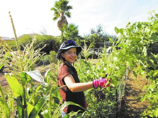 Sophia Bergeron pulls weeds from corn rows at Food for Thoughts School Demonstration Garden at 4600 Horse Drive in Las Vegas, August 2, 2013. (Special to View)