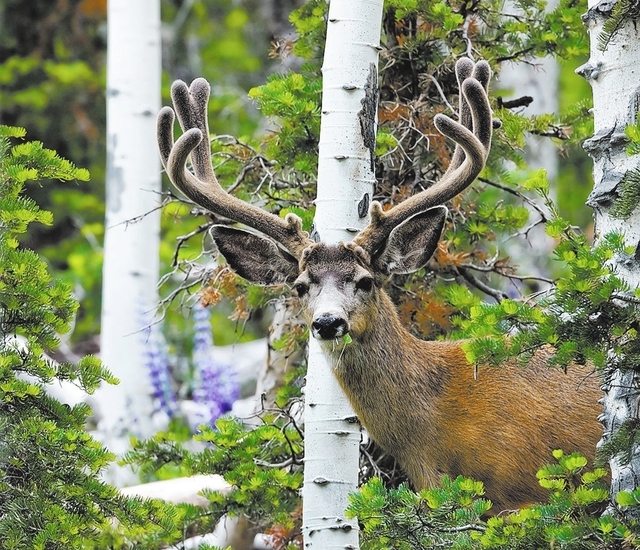 nevada wildlife board oks ‘shed antler’ hunting