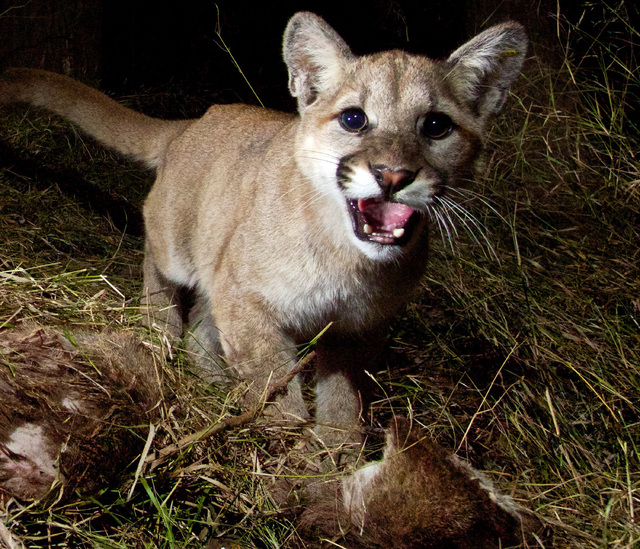 Remote Camera Catches Baby Mountain Lions Feeding Las Vegas Review Journal