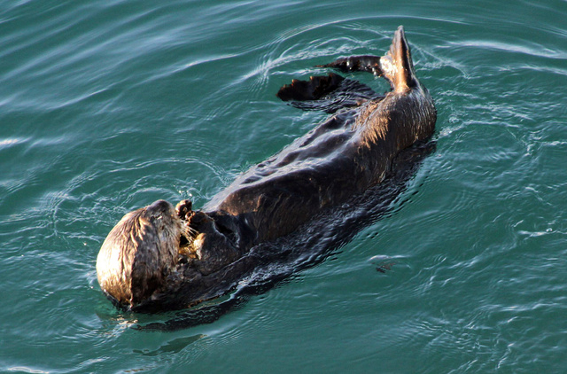This photo taken Thursday, Feb. 27, 2014, in Valdez, Alaska, shows a sea otter in the bay near the ferry dock. The U.S. Geological Survey report released Friday, Feb. 28, 2014, concludes sea otter ...