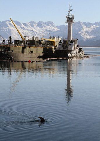 This photo taken Thursday, Feb. 27, 2014, in Valdez, Alaska, shows a sea otter in the bay near the ferry dock. The U.S. Geological Survey report released Friday, Feb. 28, 2014, concludes sea otter ...