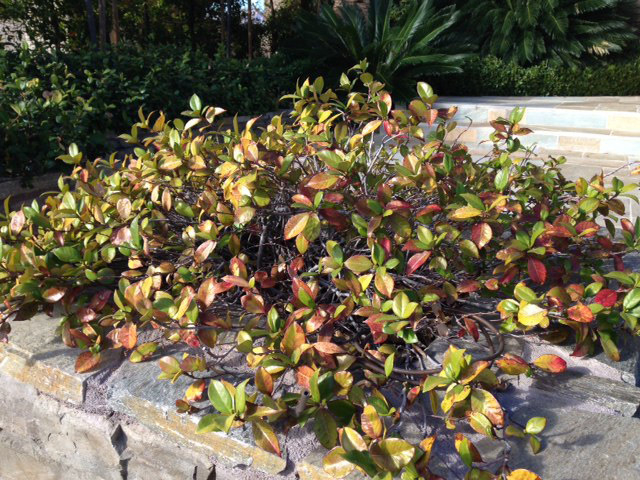 Star jasmine in winter online