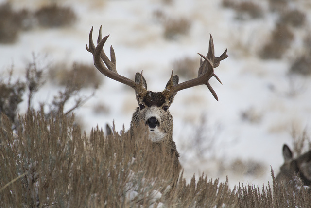 Nevada wildlife board seeks to regulate ‘hunting’ of elk, deer antlers ...