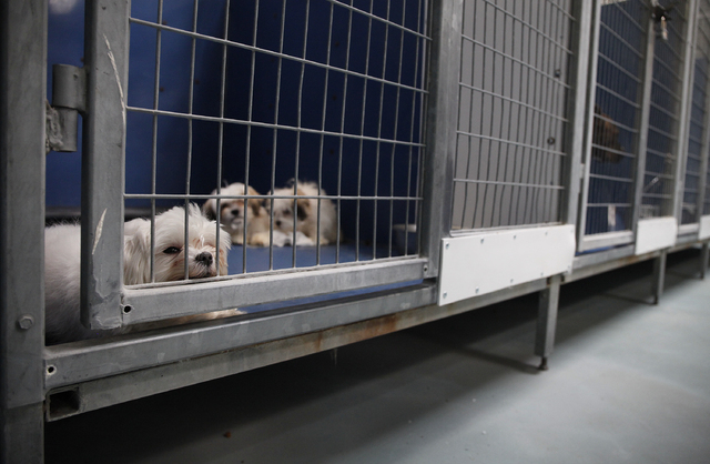 Rescued Malteses sit in a kennel at the Lied Animal Shelter on Tuesday. The animals, which survived a pet store fire, will be raffled off. (John Locher/Las Vegas Review-Journal)