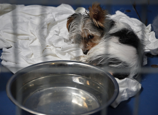 A rescued Yorkshire Terrier sits in a kennel at the Lied Animal Shelter on Tuesday. The animals, which survived a pet store fire, will be raffled off. (John Locher/Las Vegas Review-Journal)