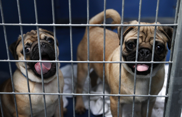 Rescued Pugs sit in a kennel at the Lied Animal Shelter on Tuesday. The animals, which survived a pet store fire, will be raffled off. (John Locher/Las Vegas Review-Journal)