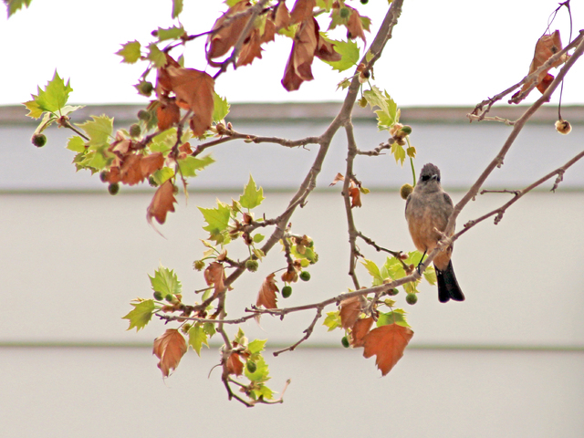 A robin perches on a sycamore tree in front of the Donald W. Reynolds Print Shop on the Heritage Street of historic homes and buildings at the Clark County Museum, March 13, 2014. (Malcolm Vuksich ...