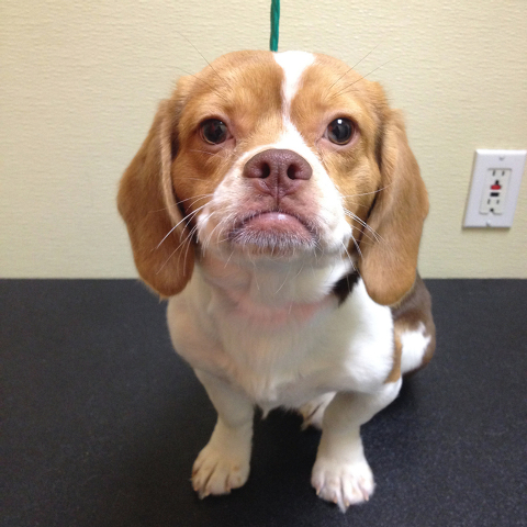 (Courtesy/The Animal Foundation)