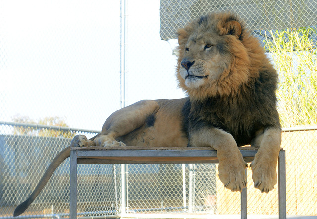 A lion observes the crowd at the inaugural Lions & Wine Oh My! fundraiser.
