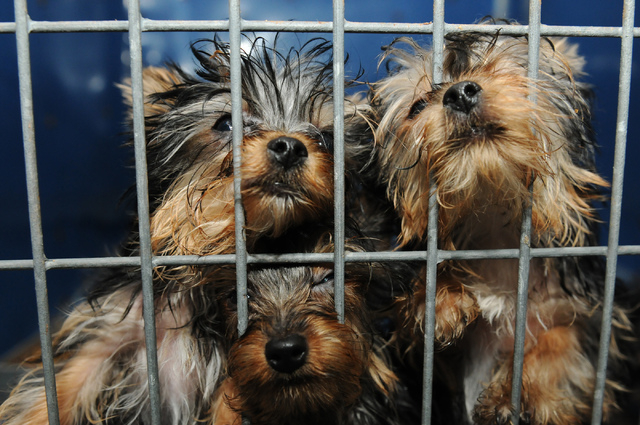 Rescued Yorkshire terriers are seen at Lied Animal Shelter in Las Vegas where they were taken to after a pet shop arson, Friday, Feb. 28, 2014. A total of 27 puppies were rescued and taken to the ...