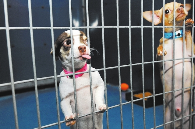 Rescued Chihuahuas are seen at Lied Animal Shelter in Las Vegas where they were taken to after a pet shop arson, Friday, Feb. 28, 2014. A total of 27 puppies connected to the pet shop arson have b ...