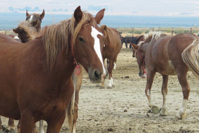 What do wild horses eat?