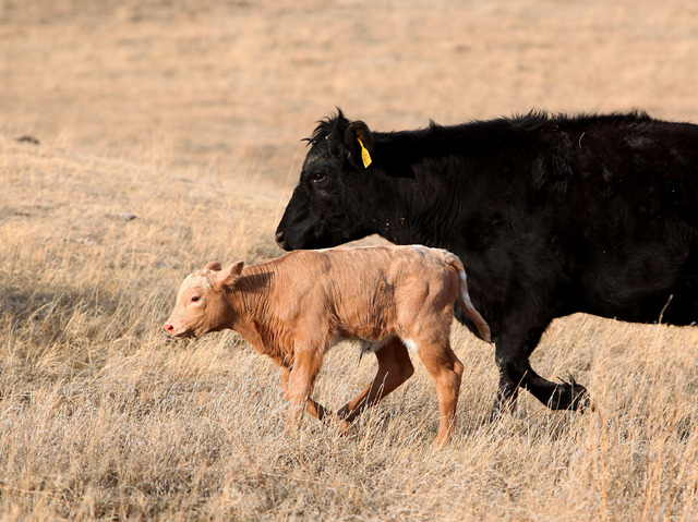 In this March 17, 2014 a cow walks with her newborn calf on Chuck O'Connor's Ranch near Philip, South Dakota. The highest beef prices in decades have some consumers spending extra time in meat mar ...