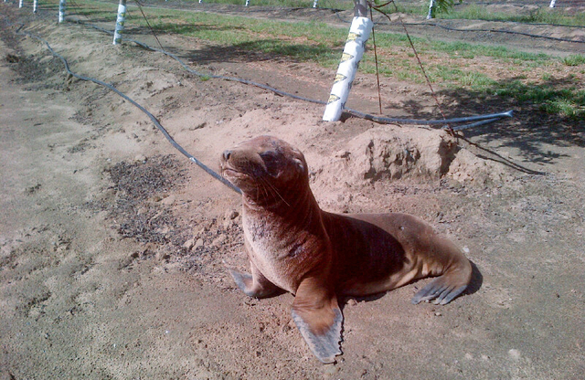 The sea lion pup named Hoppie was found at Mape's Ranch near Modesto, Calif. Workers at the central California ranch could hardly believe their eyes when they spotted a sea lion pup hopping throug ...