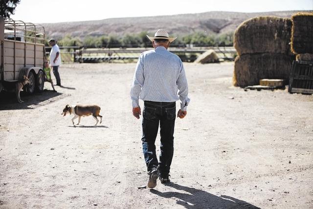 Rancher Cliven walks through his ranch near Bunkerville, Nev. Wednesday, April 16, 2014. (John Locher/Las Vegas Review-Journal)
