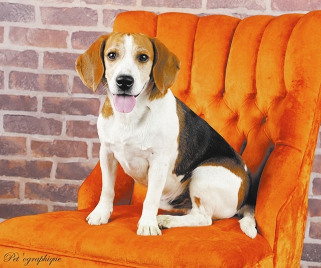 Hendrix
Southern Nevada Beagle Rescue
Hendrix is a 4-year-old male beagle. He is a playful and active boy who needs a yard. He gets along great with cats and other dogs but does have some food agg ...