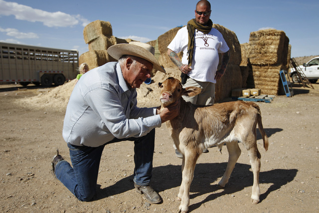 Rancher Cliven Bundy looks a a calf on his ranch near Bunkerville, Nev. Wednesday, April 16, 2014. According to Bundy the calf was born while in a corral set up by the Bureau of Land Management. ( ...