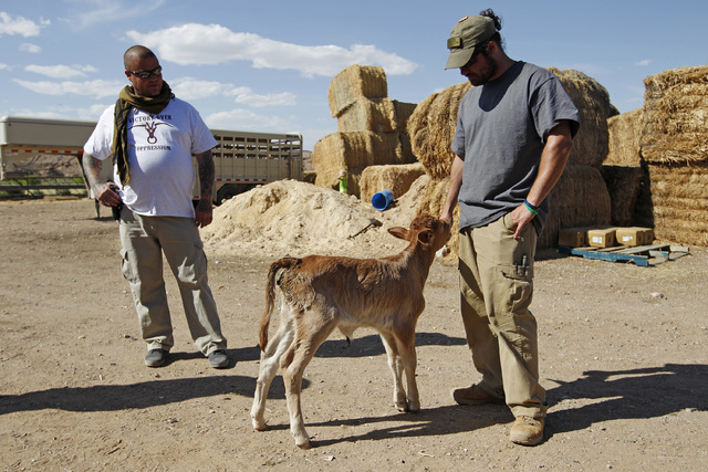 Booda Cavalier, right, and Reid Henrichs look a a calf on the Bundy ranch near Bunkerville, Nev. Wednesday, April 16, 2014. The two are part of the security detail around Cliven Bundy. According t ...