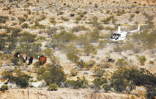 Contractors for the Bureau of Land Management round up cattle belonging to Clive Bundy with a helicopter near Bunkerville Nev. Monday, April 7, 2014, 2014. The Bureau of Land Management has begun  ...