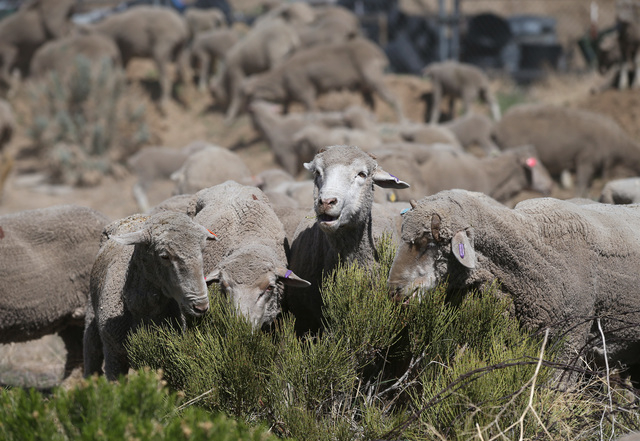 The first truckload of sheep arrive in the hills along the western edge of Carson City on Thursday, April 17, 2014 as part of a four-week grazing program to help reduce cheat grass and other fire ...