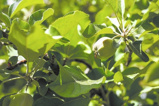 Which fruit trees are best suited to Las Vegas climate?, Bob Morris, Local