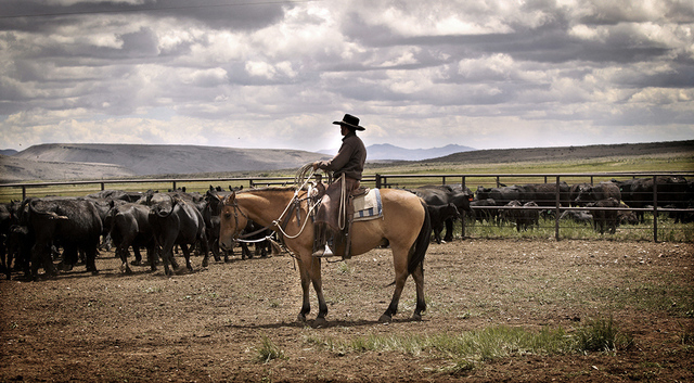 A cowboy watches the herd during branding on June 19, 2013, at a ranch north of Elko that actor Bing Crosby owned in 1940s and '50s. (Jeff Scheid/Las Vegas Review-Journal)