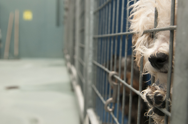 A puppy looks out of his cage at Lied Animal Shelter in Las Vegas where a total of 27 small breed puppies were taken to after a pet shop arson, Monday, Feb. 3, 2014. (Erik Verduzco/Las Vegas Revie ...