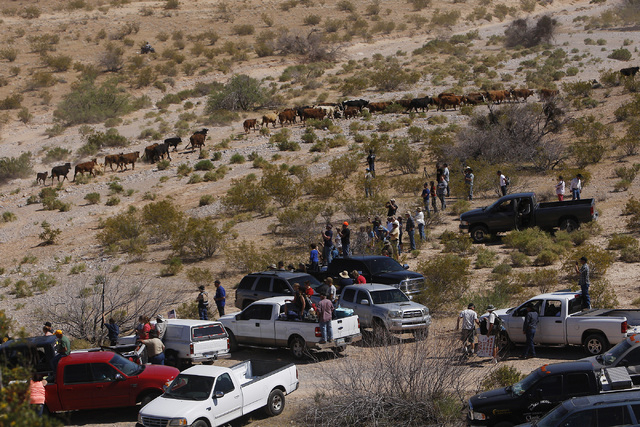 Supporters of the Bundy family watch as cattle walk past them outside of Bunkerville after they were released by the BLM on April 12, 2014. (Jason Bean/Las Vegas Review-Journal)