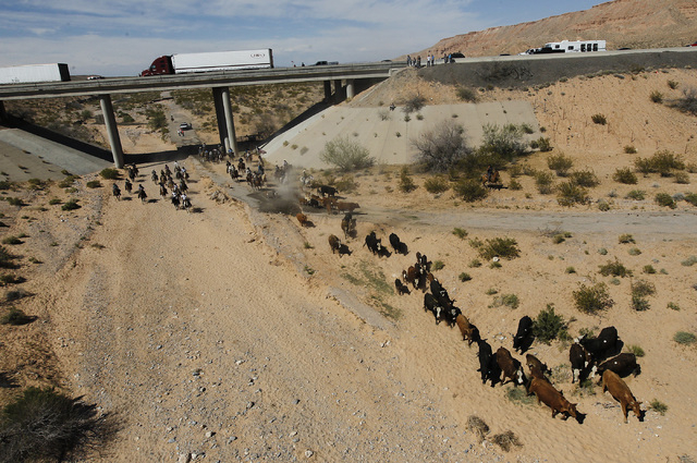 The Bundy family and their supporters drive their cattle back onto public land outside of Bunkerville after they were released by the BLM on April 12, 2014. (Jason Bean/Las Vegas Review-Journal)
