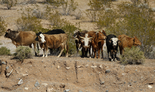 Cattle belonging to Cliven Bundy are rounded up with a helicopter near Bunkerville Nev. Monday, April 7, 2014, 2014. The Bureau of Land Management has begun to round up what they call "trespass ca ...