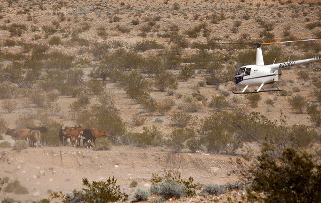 Contractors for the Bureau of Land Management round up cattle belonging to Cliven Bundy with a helicopter near Bunkerville Nev. Monday, April 7, 2014, 2014. The Bureau of Land Management has begun ...