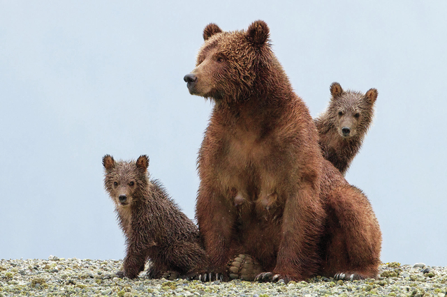 Disneynature's BEARS characters: Sky, Scout & Amber (Courtesy, Keith Scholey, ©Disney)
