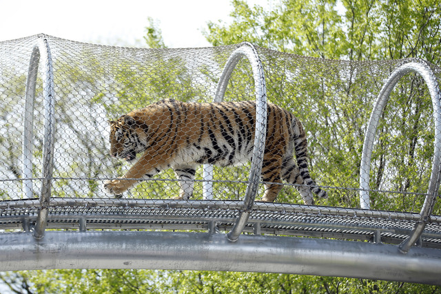 Lions and tigers and animal crossing signs around the world