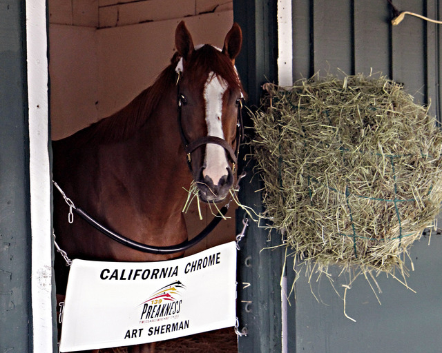 Kentucky Derby and Preakness Stakes winner California Chrome munches on hay in his stall in the stakes barn at Pimlico Race Course in Baltimore, Sunday, May 18, 2014. Trainer Art Sherman says Cali ...