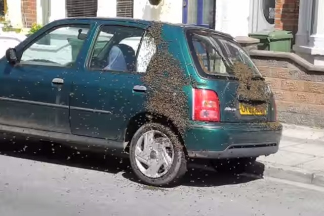 Bees swarmed this car in England. (Courtesy, Rory Edwards/Youtube)