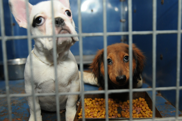 A French bulldog, left, and a dachshund are seen inside their cage at Lied Animal Shelter in Las Vegas Friday, Feb. 28, 2014. A total of 27 puppies were rescued and taken to the shelter where they ...