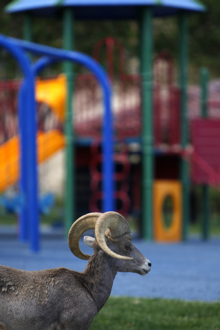 A bighorn sheep grazes in Hemenway Park in Boulder City, Nev. Wednesday, Sept. 4, 2013. State wildlife officials plan to kill at least one sick bighorn sheep in the areas so they can find out if t ...