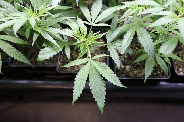 In this file photo taken April 4, 2013, marijuana plant starts are seen at a growing facility in Seattle. The Gaming Control Board told its license holders Tuesday that they cannot participate in  ...